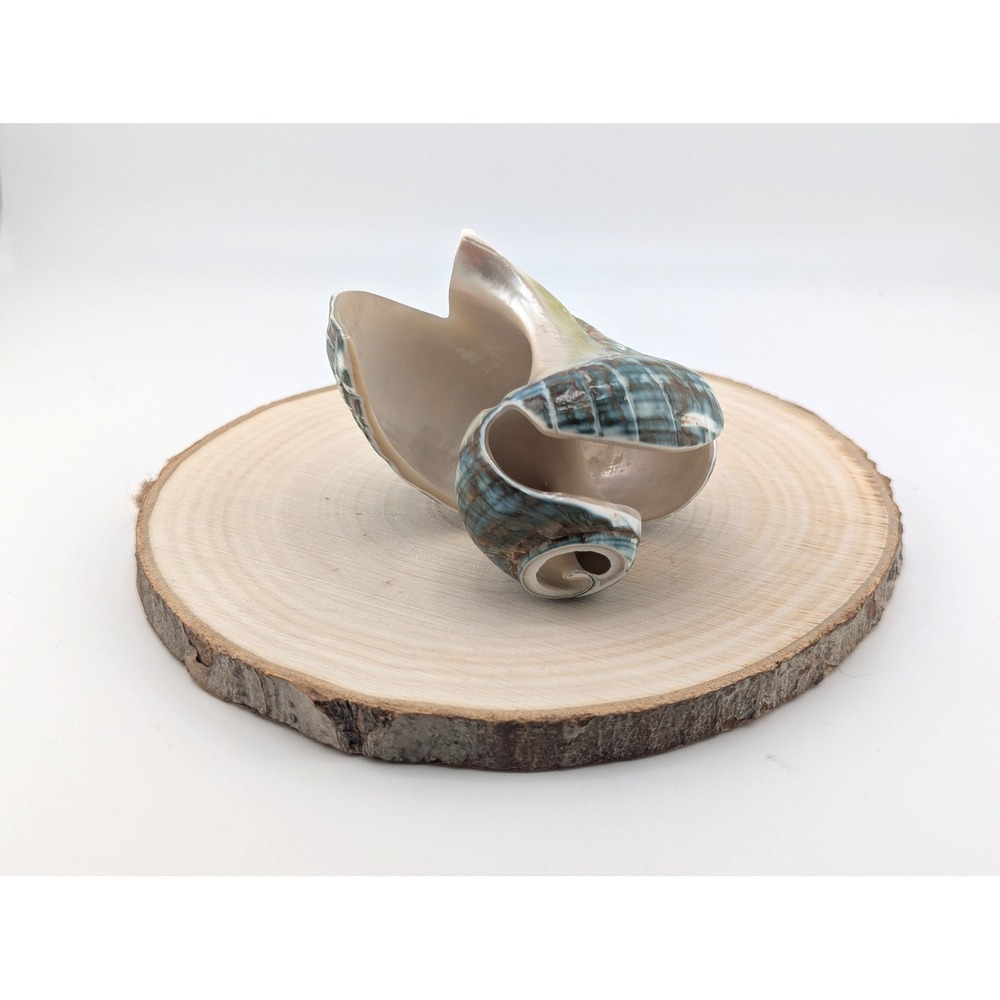 Zuni Animal Fetish - Green Snail‎ Shell Signed Native American Spirit Animal - Picture 8 of 9